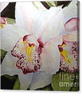 Cimbidium Orchid Canvas Print