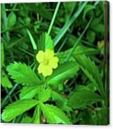 Cinqfoil Beauty Canvas Print