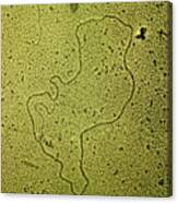 Circular Loop Or Plasmid Of Bacterial Dna Canvas Print