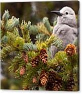 Clark's Nutcracker In Pine Tree Canvas Print