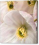 Clematis Flowers 2 Canvas Print