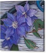 Clematis Canvas Print