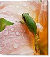 Climbing Up Canvas Print