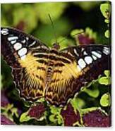 Clipper Butterfly Canvas Print