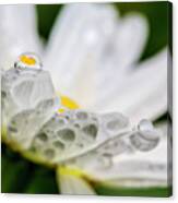 Close Up Of A Daisy With A Water Canvas Print