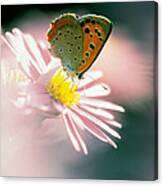 Close Up Of Butterfly On Flower Canvas Print