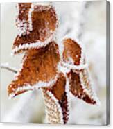 Close Up Of Frosted Dried Brown Leaves Canvas Print