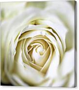 Close Up White Rose Canvas Print