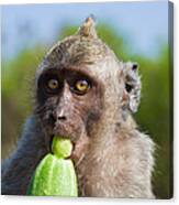 Closeup Monkey Eating Cucumber Canvas Print