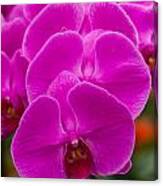 Closeup Purple Butterfly Orchids Canvas Print