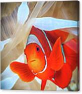 Clownfish Defends His White Anemone Canvas Print