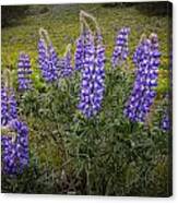 Clump Of Lupine Canvas Print