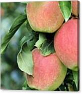 Cluster Of Apples Canvas Print