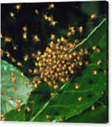 Cluster Of Spiderlings In Warning Colours On A Web Canvas Print