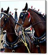 Clydesdales 2 Canvas Print
