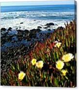 Coastal Flowers Canvas Print