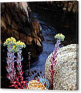 Coastal Wildflower On Big Sur Canvas Print