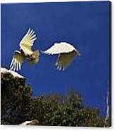 Cockatoos On The Wing Canvas Print