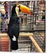 Coco The Toucan #bird #toucan Canvas Print