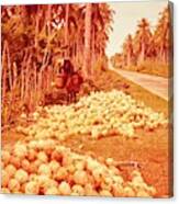 Coconut Harvest Beside Main Highway Canvas Print