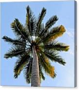 Coconut Tree Canvas Print