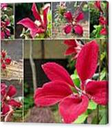 Collage Clematis Canvas Print