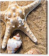Collecting Shells Canvas Print
