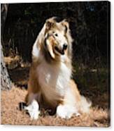Collie Sitting In The Sun Under A Pine Canvas Print