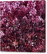 Color In The Tree 01 Canvas Print