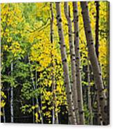 Colorado Changing Two Canvas Print
