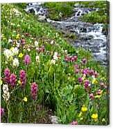 Colorado Wildflower Meadow And Stream Canvas Print