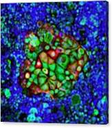 Colorectal Cancer Cells Canvas Print