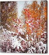 Colorful Fireworks At Late Autumn Canvas Print