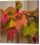 Colorful Ivy Canvas Print