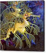 Colorful Leafy Sea Dragons Canvas Print