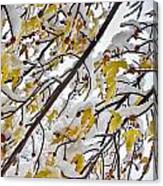 Colorful Maple Tree Branches In The Snow 3 Canvas Print