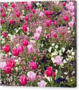 Colorful Pink Tulips And Other Flowers In Spring Canvas Print