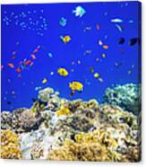 Colorful Tropical Fish On Red Sea Canvas Print