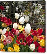 Colorful Tulip Garden Canvas Print