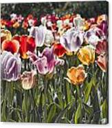 Colorful Tulips In The Sun Canvas Print