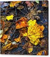 Colors Of Fall Canvas Print