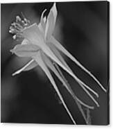 Columbine In Black And White Canvas Print