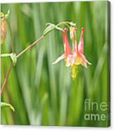 Columbine With Flower And Buds Canvas Print
