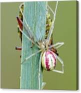 Comb Footed Spider Canvas Print