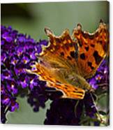 Comma Butterfly On Buddleia Canvas Print