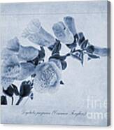 Common Foxglove Cyanotype Canvas Print