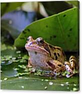Common Frog Canvas Print