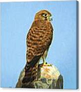 Common Kestrel Falco Tinnunculus Canvas Print