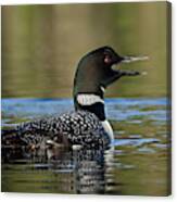 Common Loon Calling Canvas Print