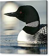 Common Loon On Lake In Summer Wyoming Canvas Print